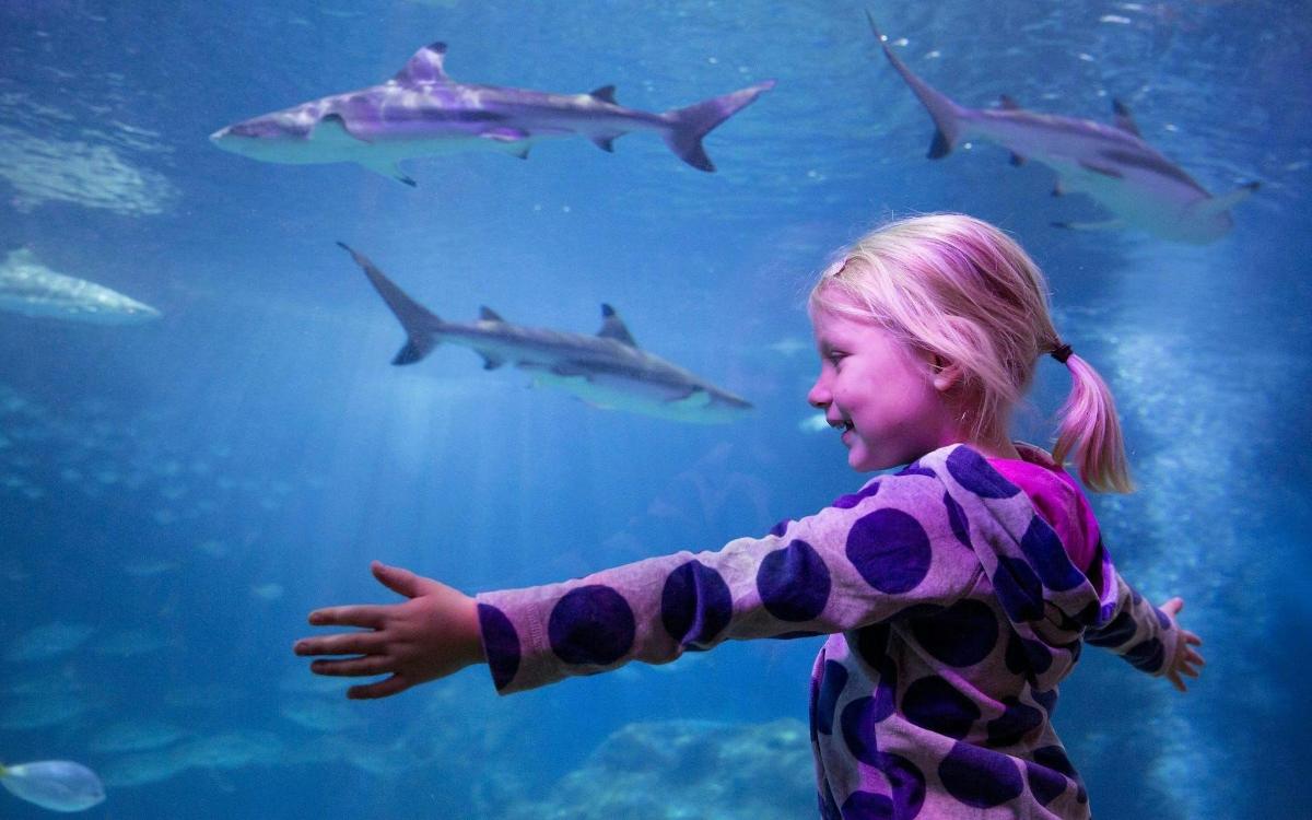 Una niña mirando tiburones en un acuario.