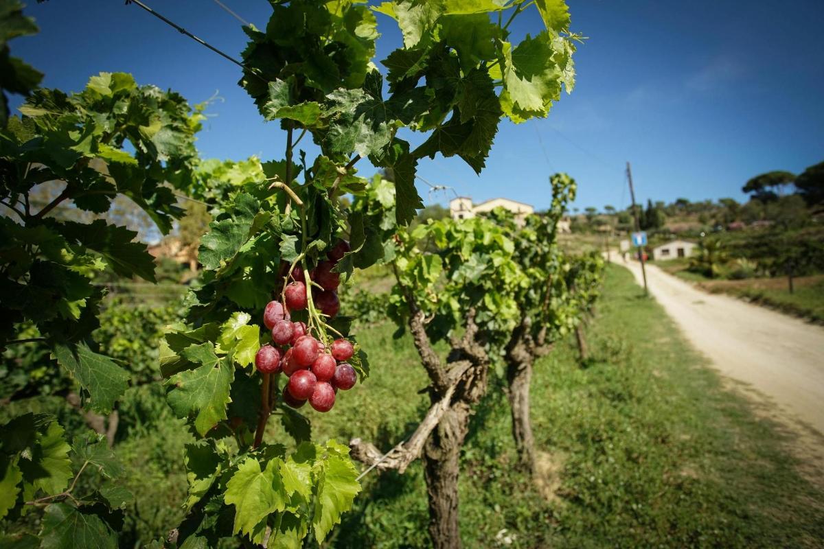 hrozen červených hroznů na vinici