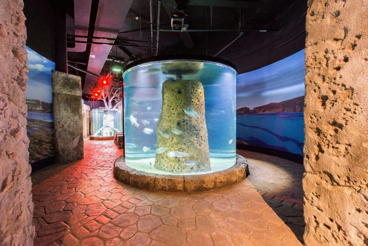 a room with a tank of water with a rock in it