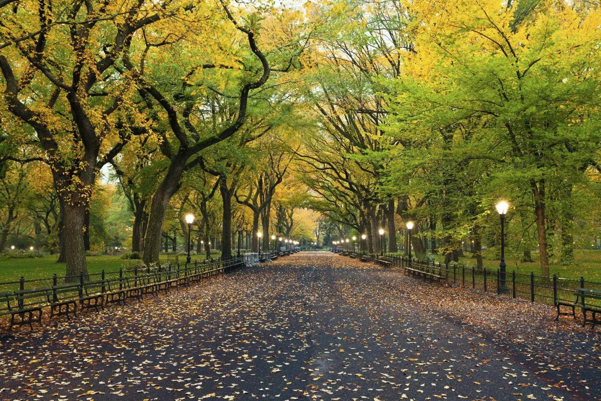 una strada in un parco con alberi e luci