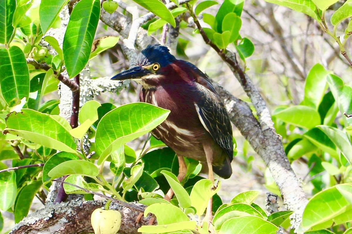 a bird perched on top of a tree branch
