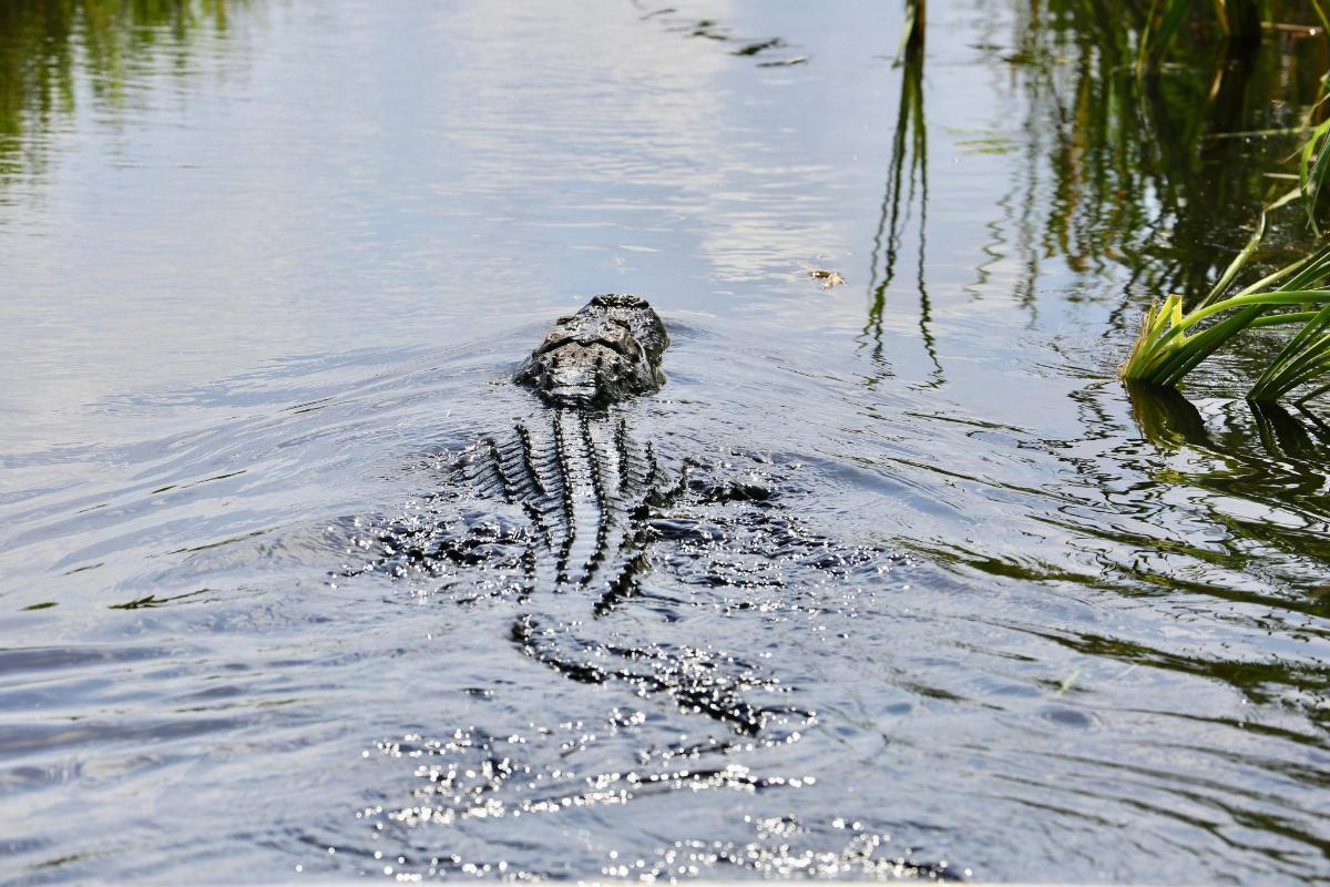 a dog is swimming in the water