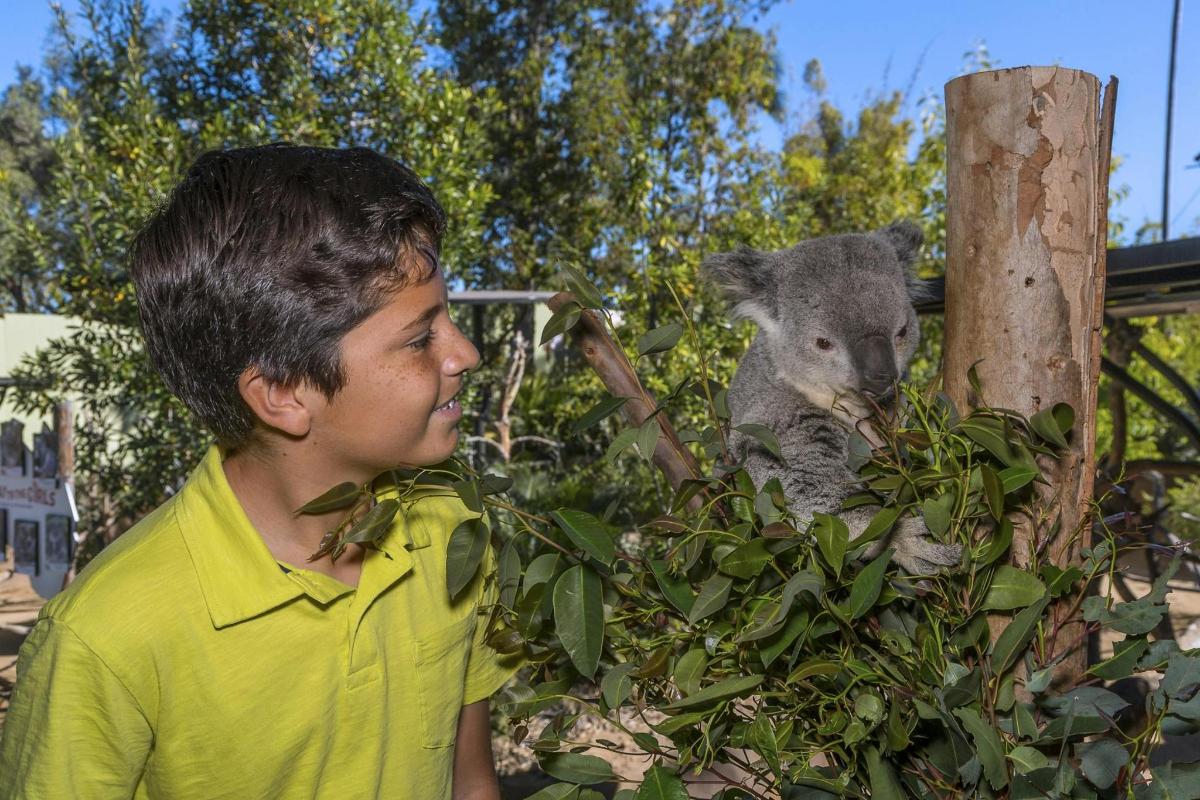 un ragazzino in piedi accanto a un cucciolo di koala