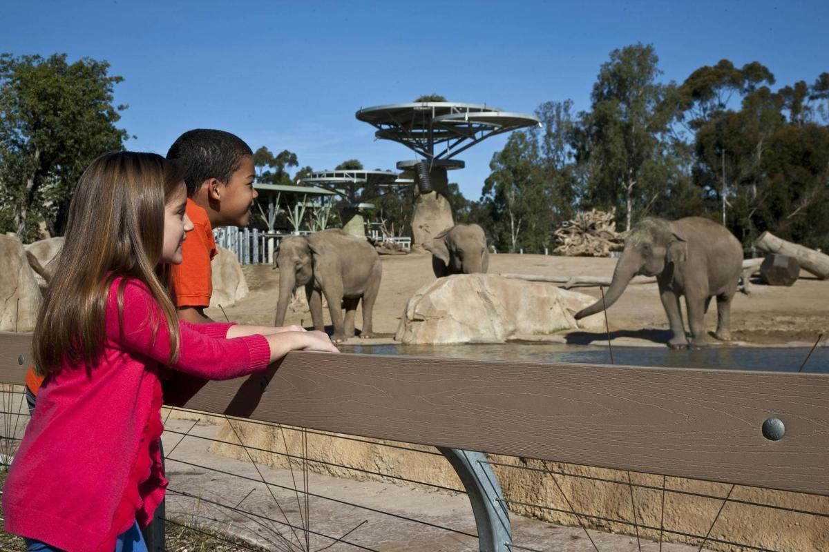 un ragazzo e una ragazza che guardano gli elefanti allo zoo