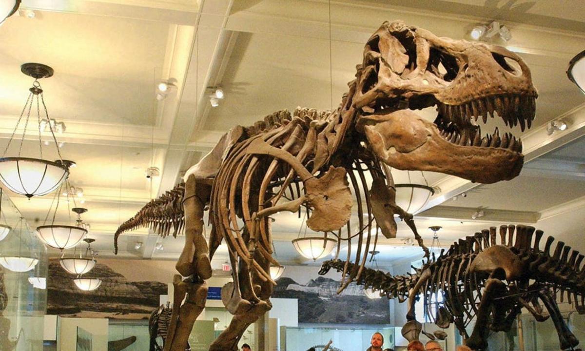 Un esqueleto de dinosaurio en un museo