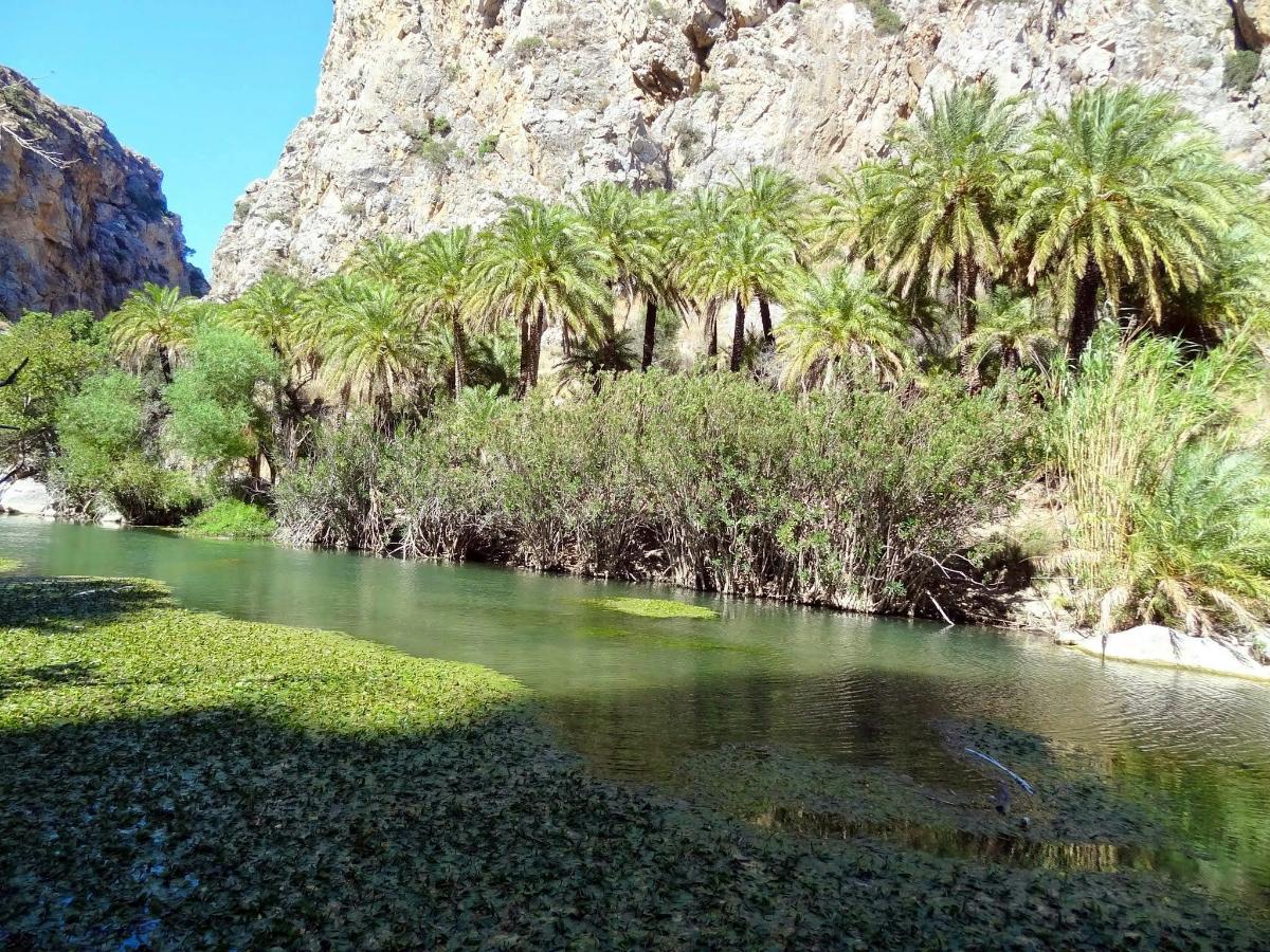 Un río con palmeras frente a una montaña