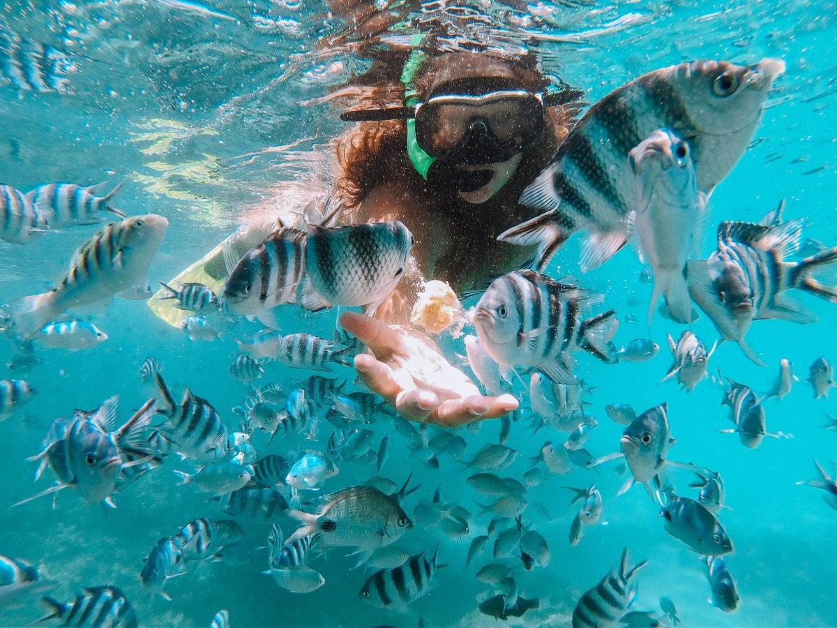 a person in the water with a group of fish