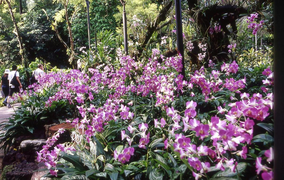 Un ramo de flores moradas en un jardín.