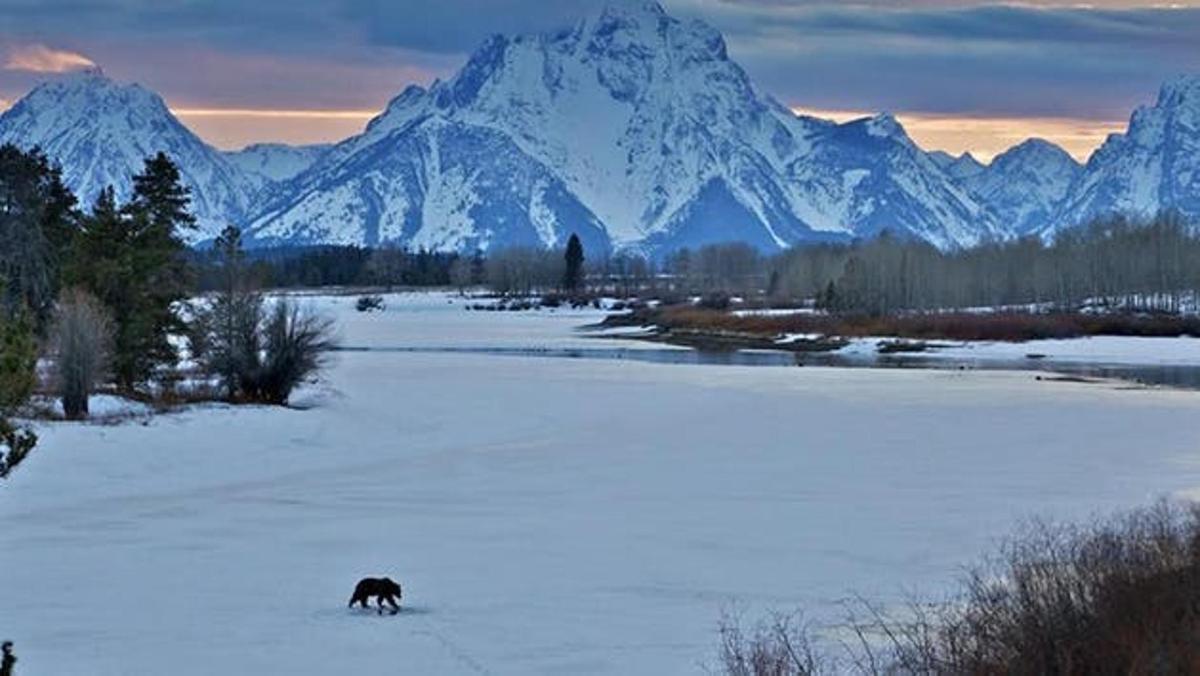 un cane che cammina nella neve di fronte alle montagne