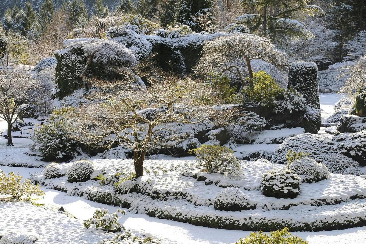 un giardino coperto di neve con alberi e cespugli