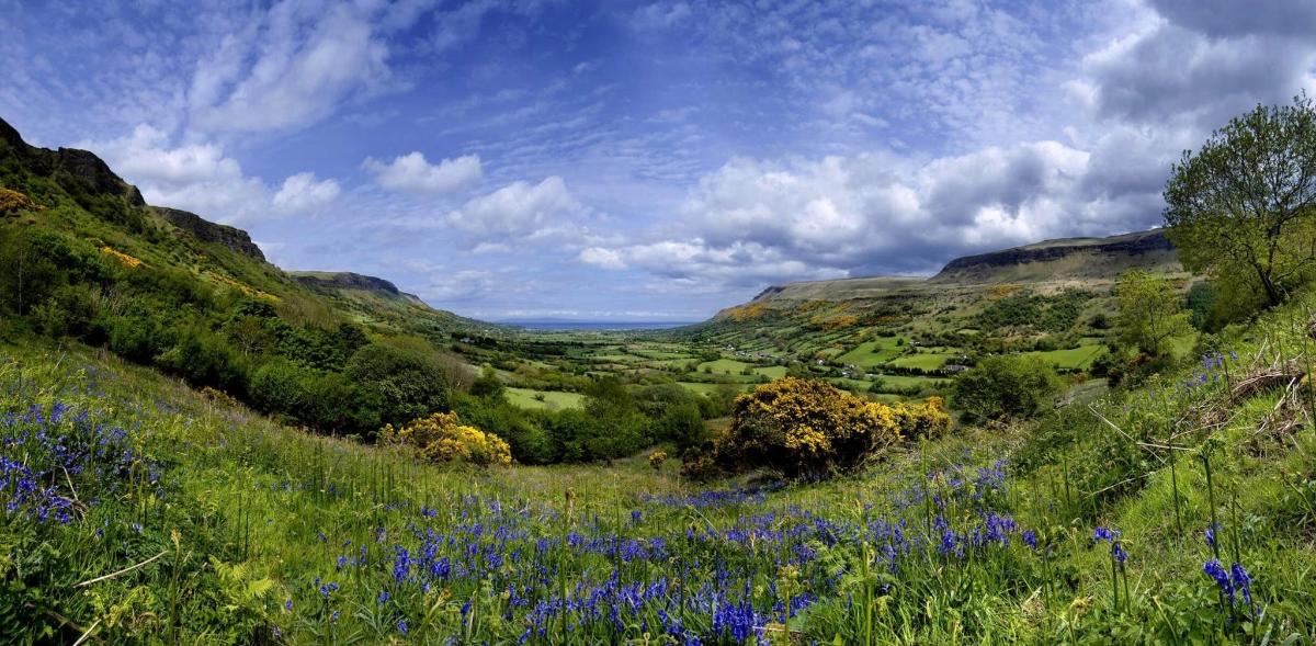 a field of blue flowers on a hill with mountains