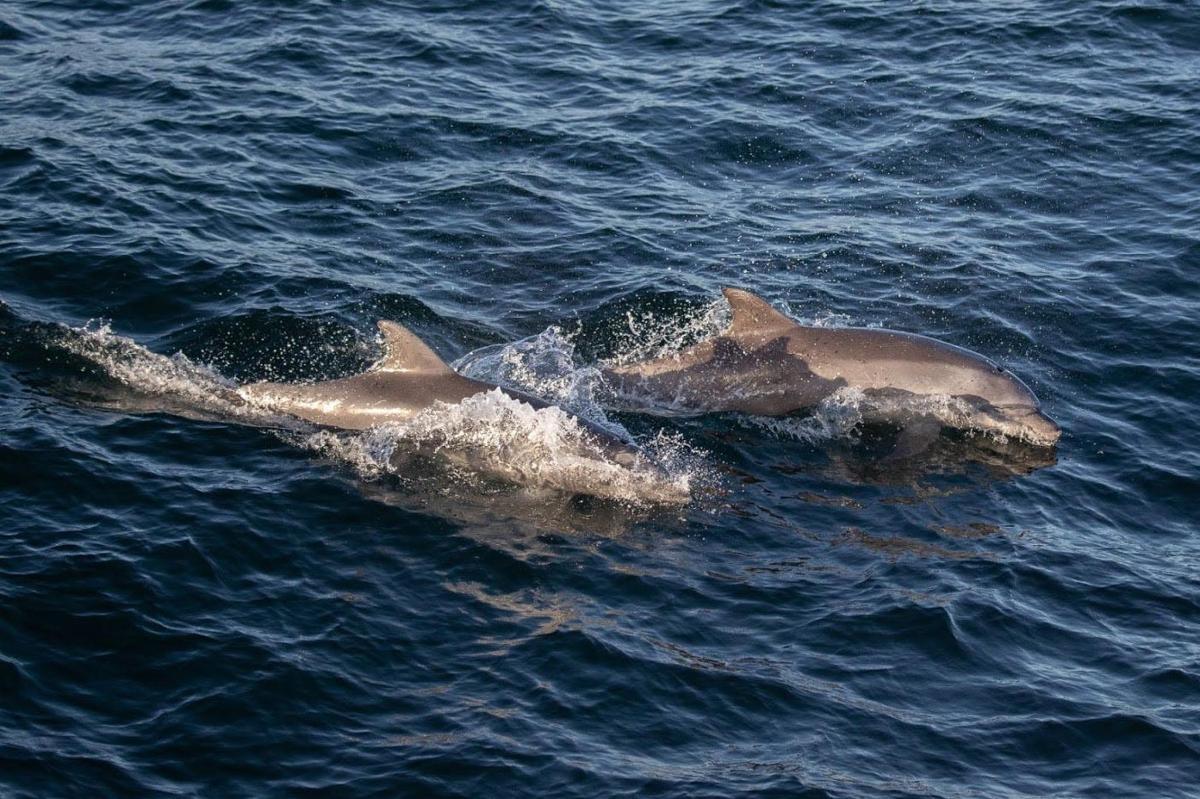 zwei Delfine schwimmen im Wasser