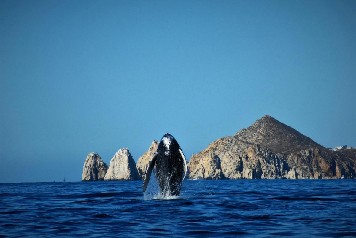 un delfino nell'acqua con una montagna sullo sfondo