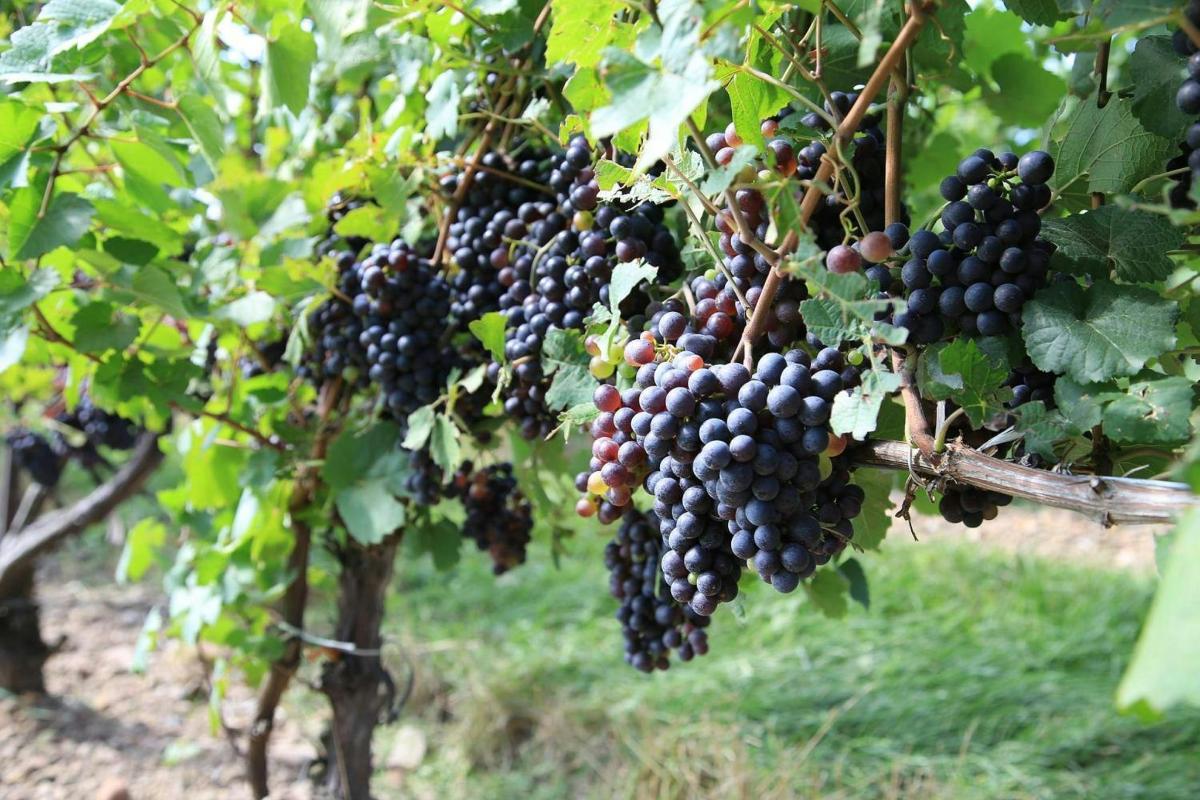 Un racimo de uvas negras colgando de un árbol
