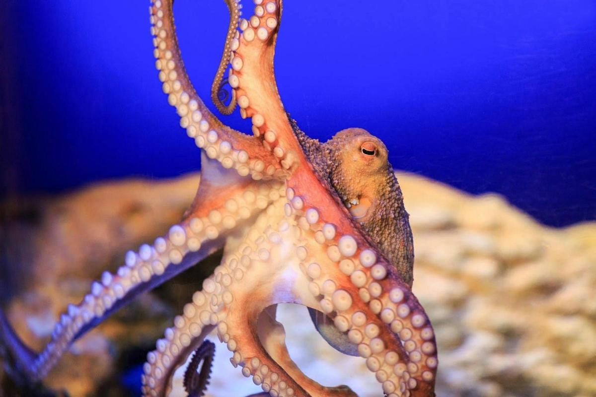 a bird is sitting on the tentacles of an octopus