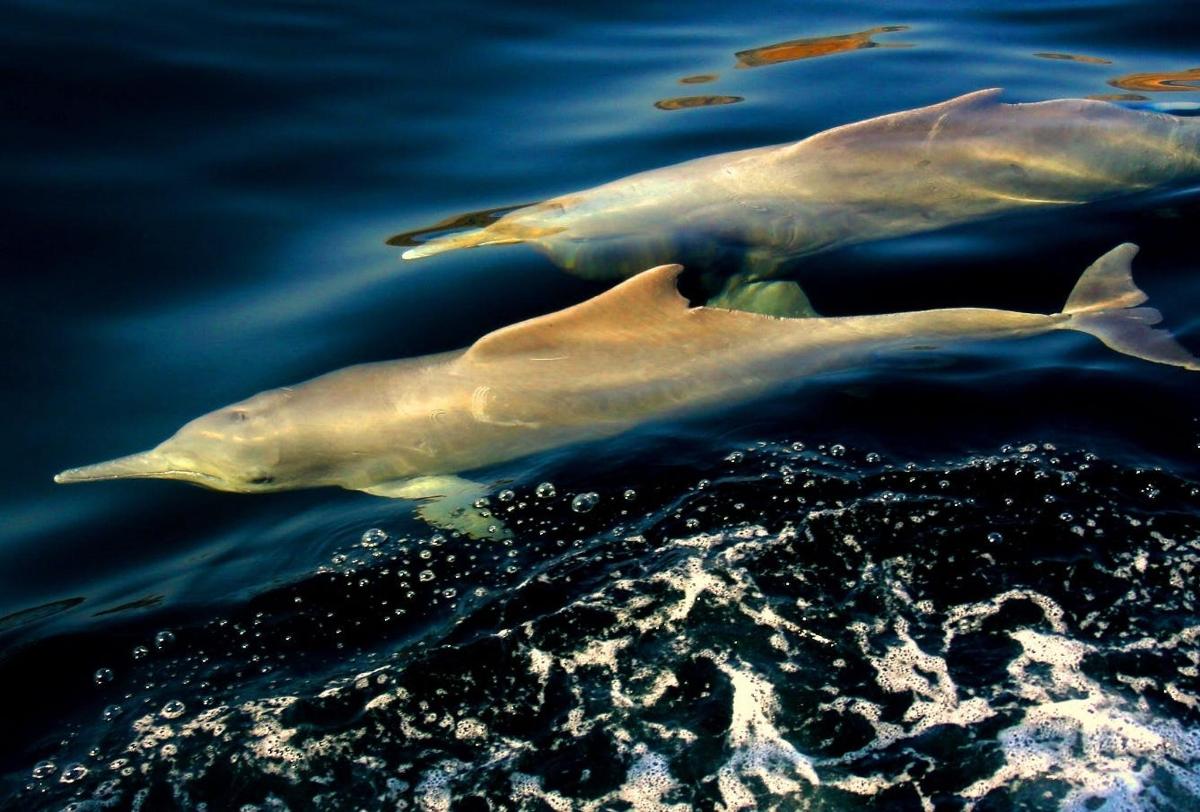 pár delfin úszik a vízben