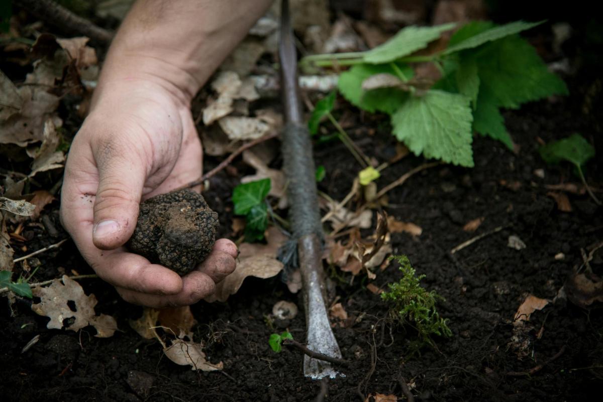 a person holding a piece of dirt in their hand