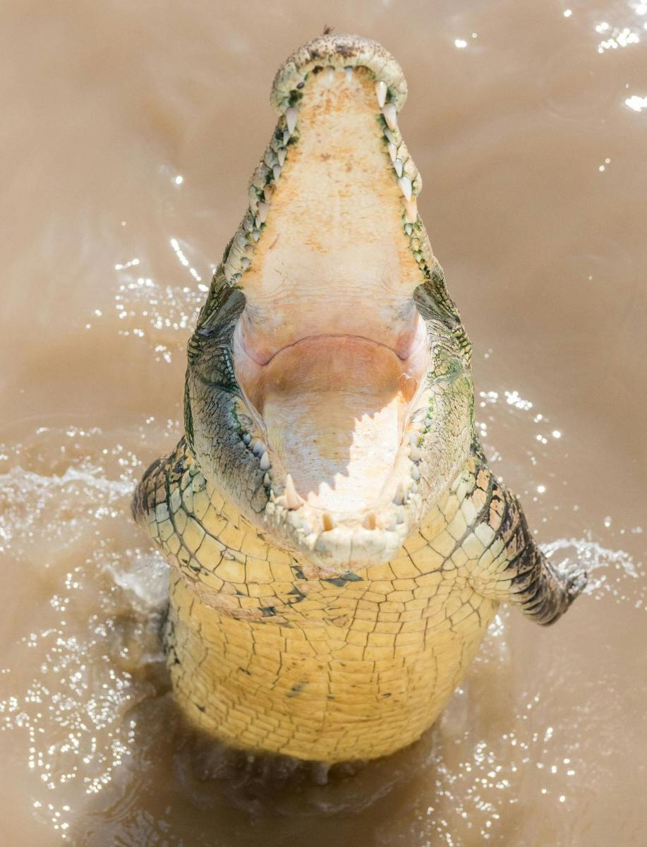 a crocodile in the water with its mouth open