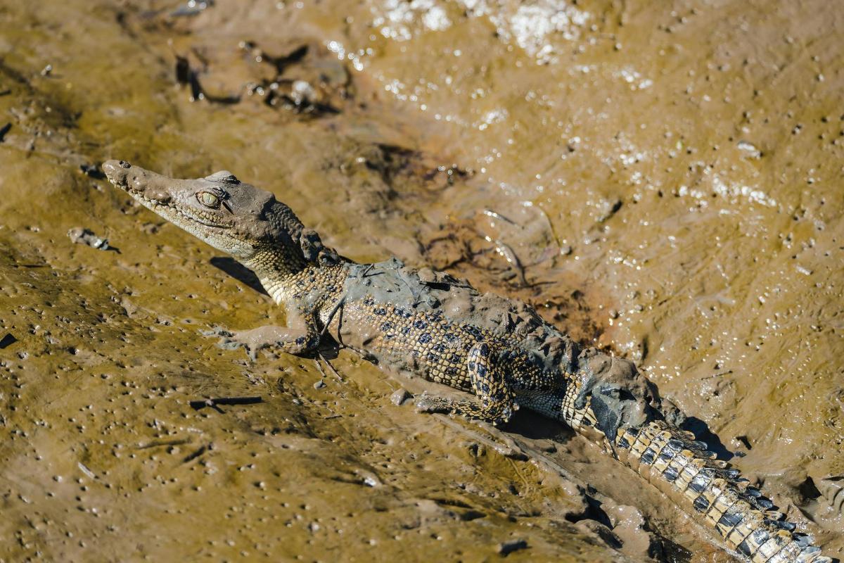 a crocodile is swimming in the water