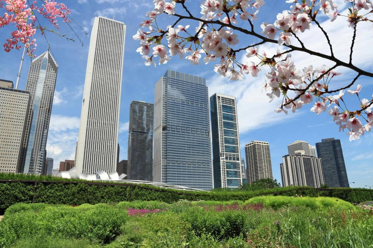 a city skyline withakuraakuraossom in a park