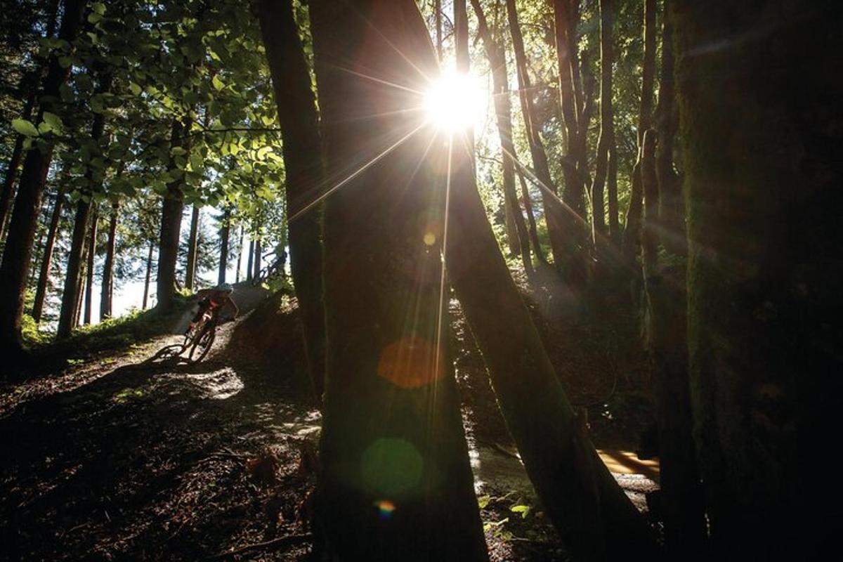 una persona che va in bicicletta su un sentiero in una foresta