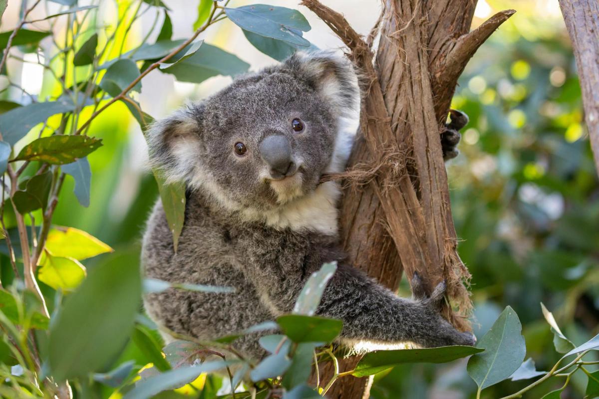 ein Koala sitzt in einem Baum