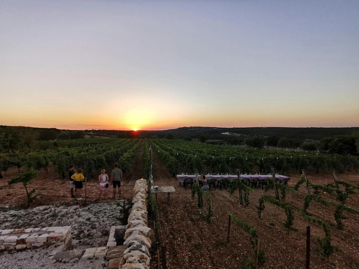 a group of people walking in a vineyard at sunset