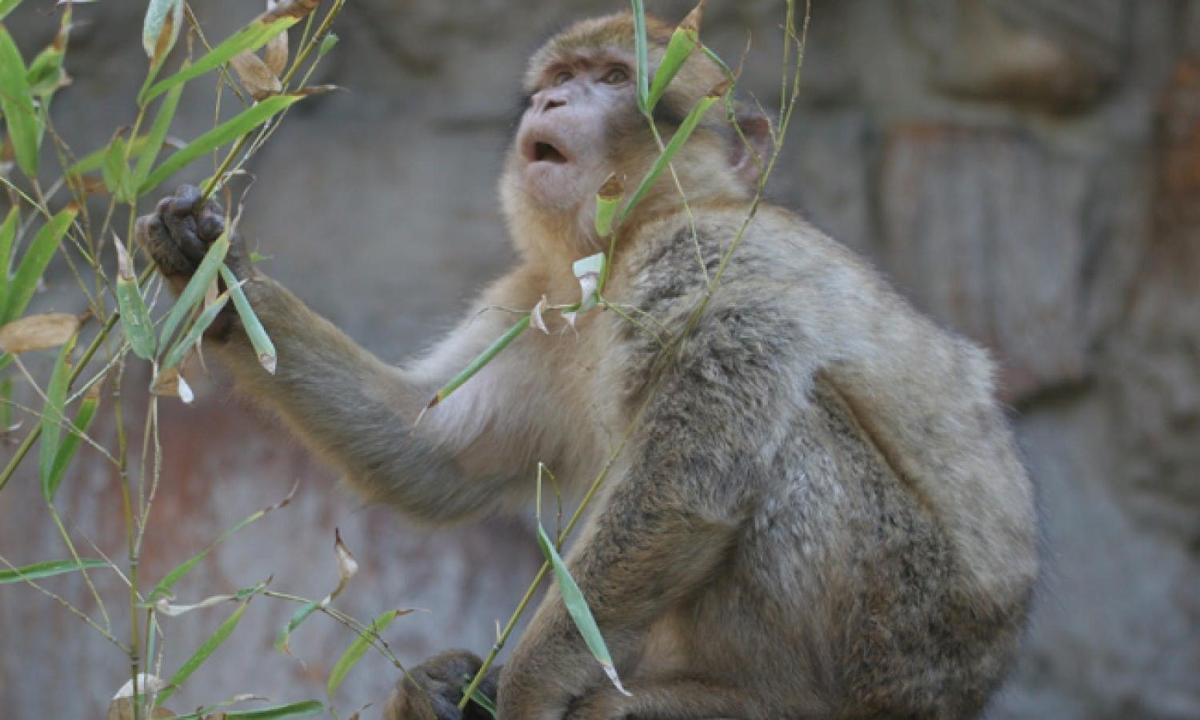 Attraction picture 2