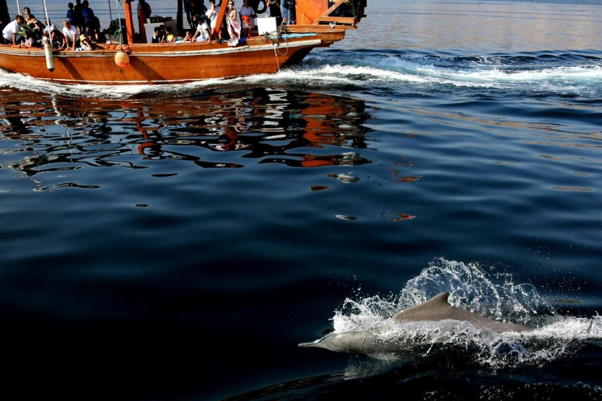 two dolphins in the water next to a boat