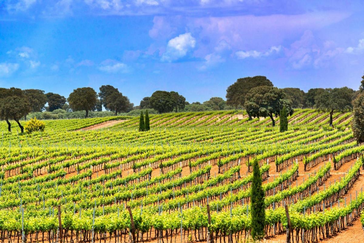 a vineyard in the middle of a field with trees