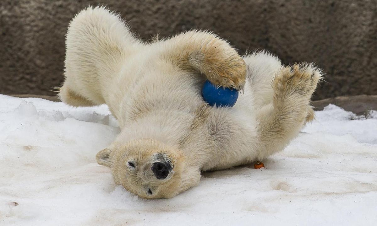 un orso polare sdraiato sulla schiena nella neve