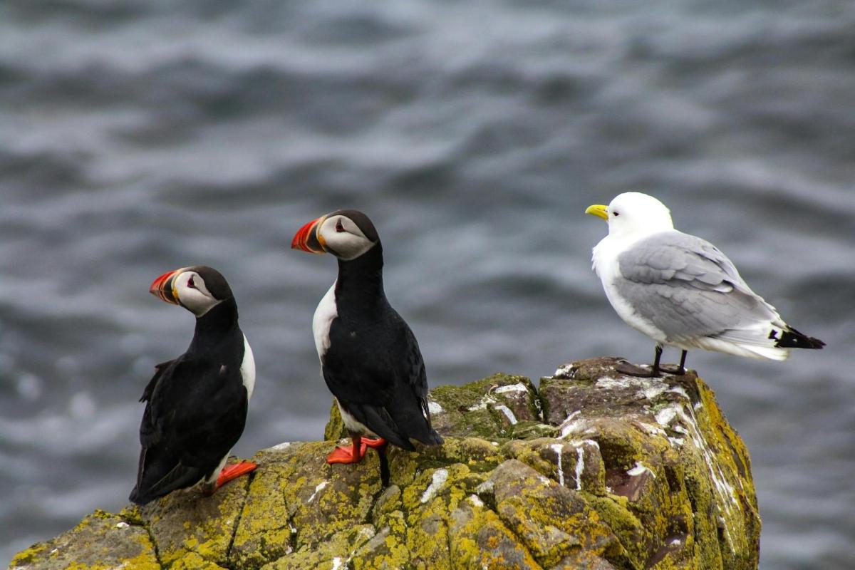 three birds sitting on a rock near the water