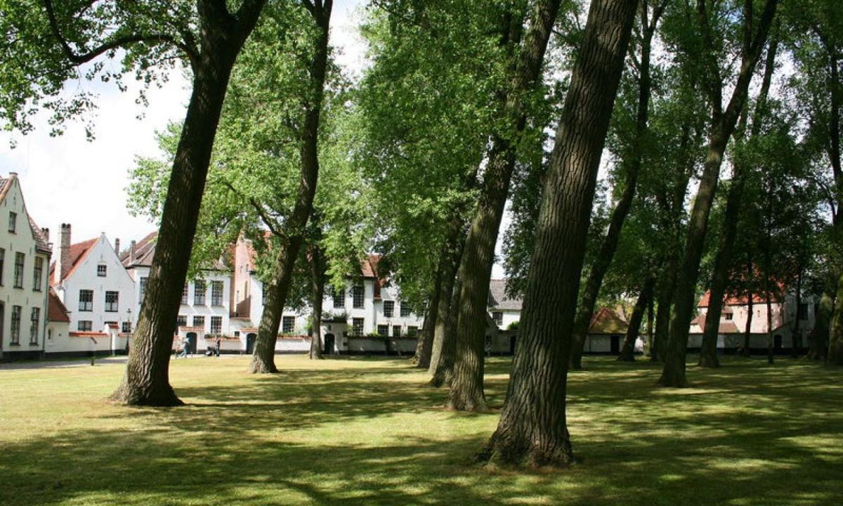 skupina stromů v poli s budovami