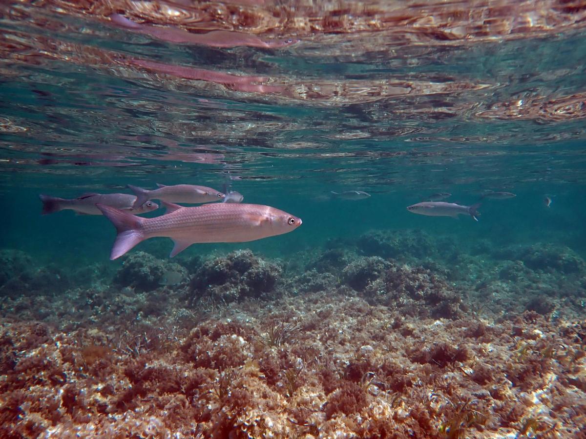 a group of fish swimming over a coral reef
