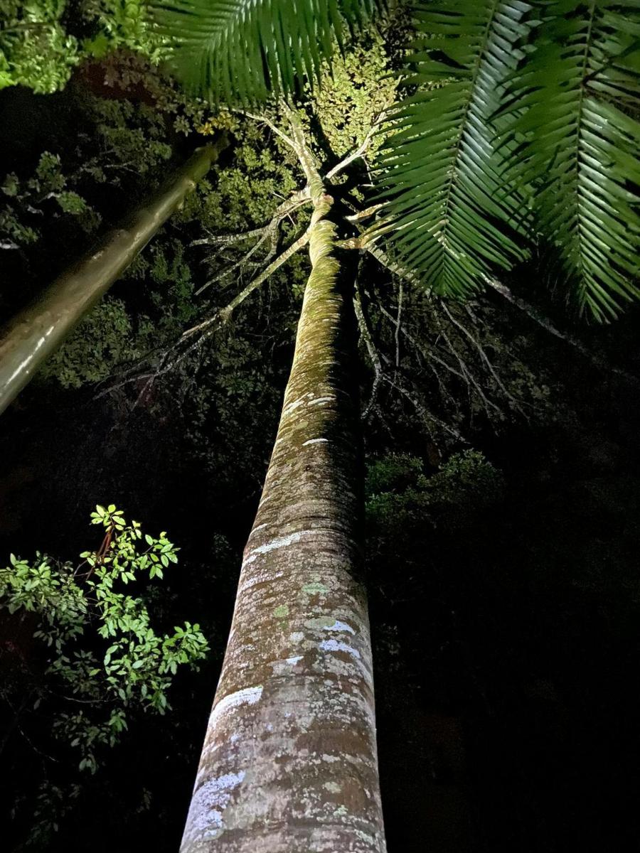 kõrge palmipuu metsas öösel