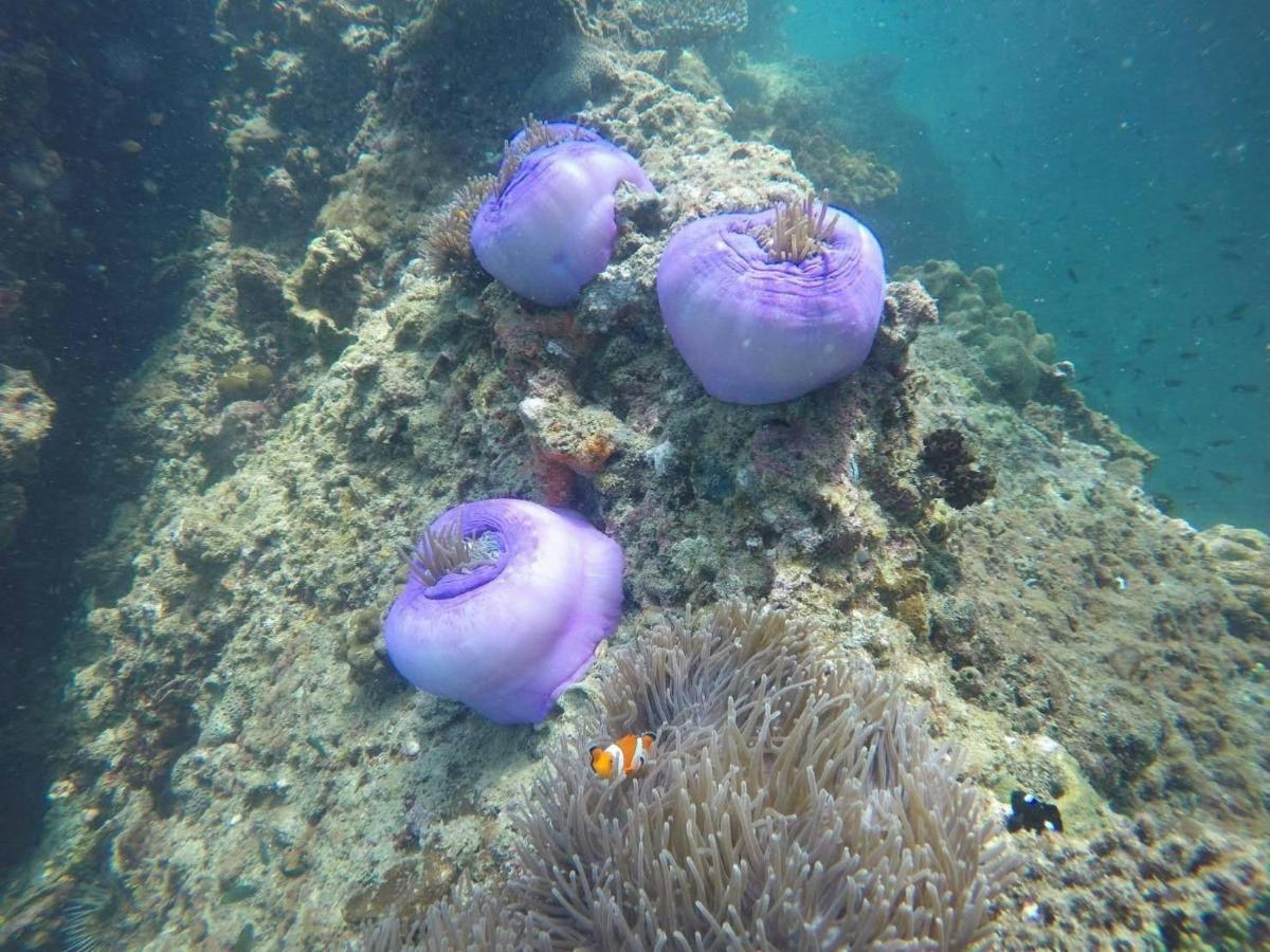 a group of purple sea animals on a coral reef