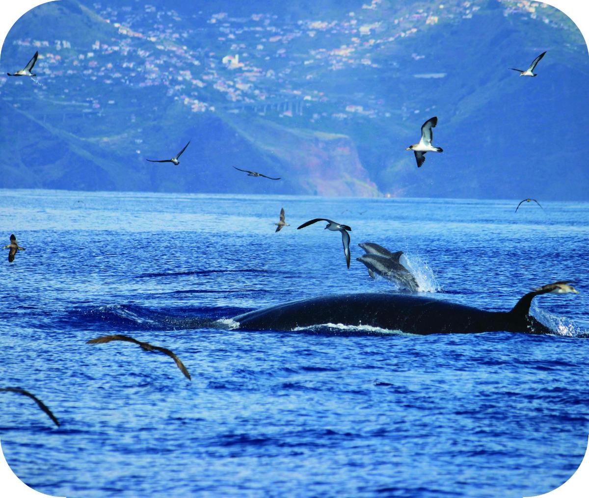 a whale in the water with a flock of birds