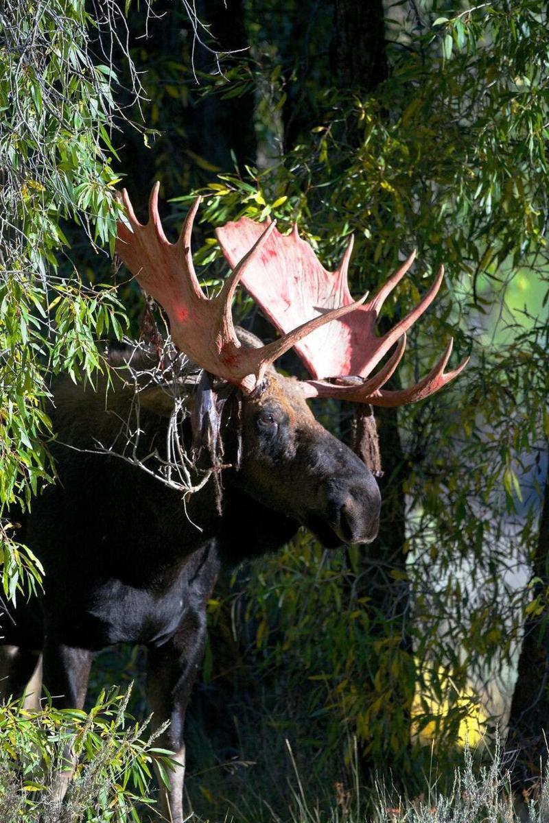 un alce con grandi corna in piedi nell'erba