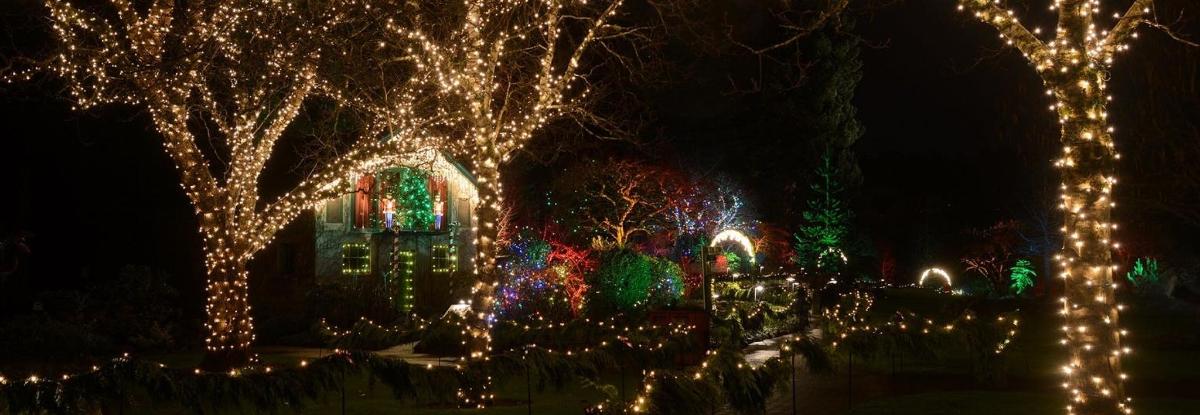 sekumpulan lampu krismas di atas pokok pada waktu malam