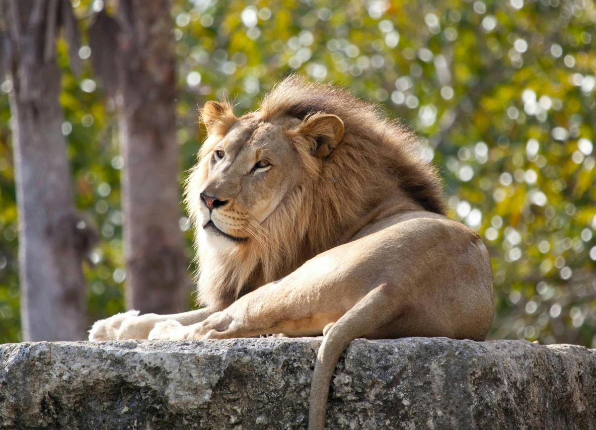 a lion laying on top of a rock