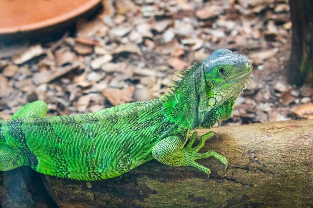 a green lizard is sitting on a branch