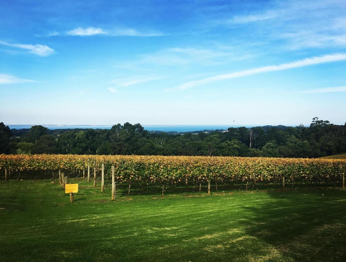 a vineyard with a sign in the middle of a field