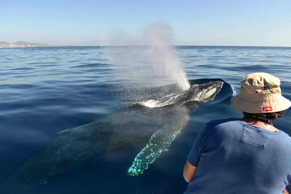 una persona che spruzza un delfino nell'acqua