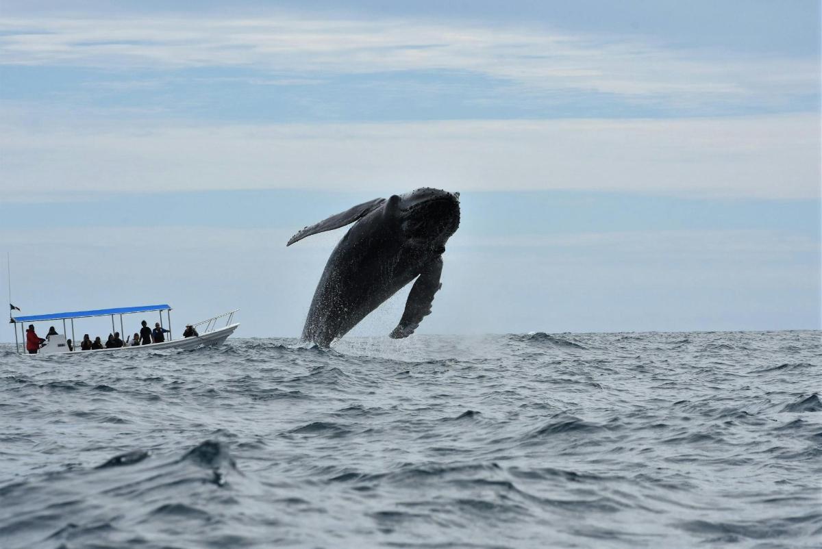 una balena che salta fuori dall'acqua accanto a una barca