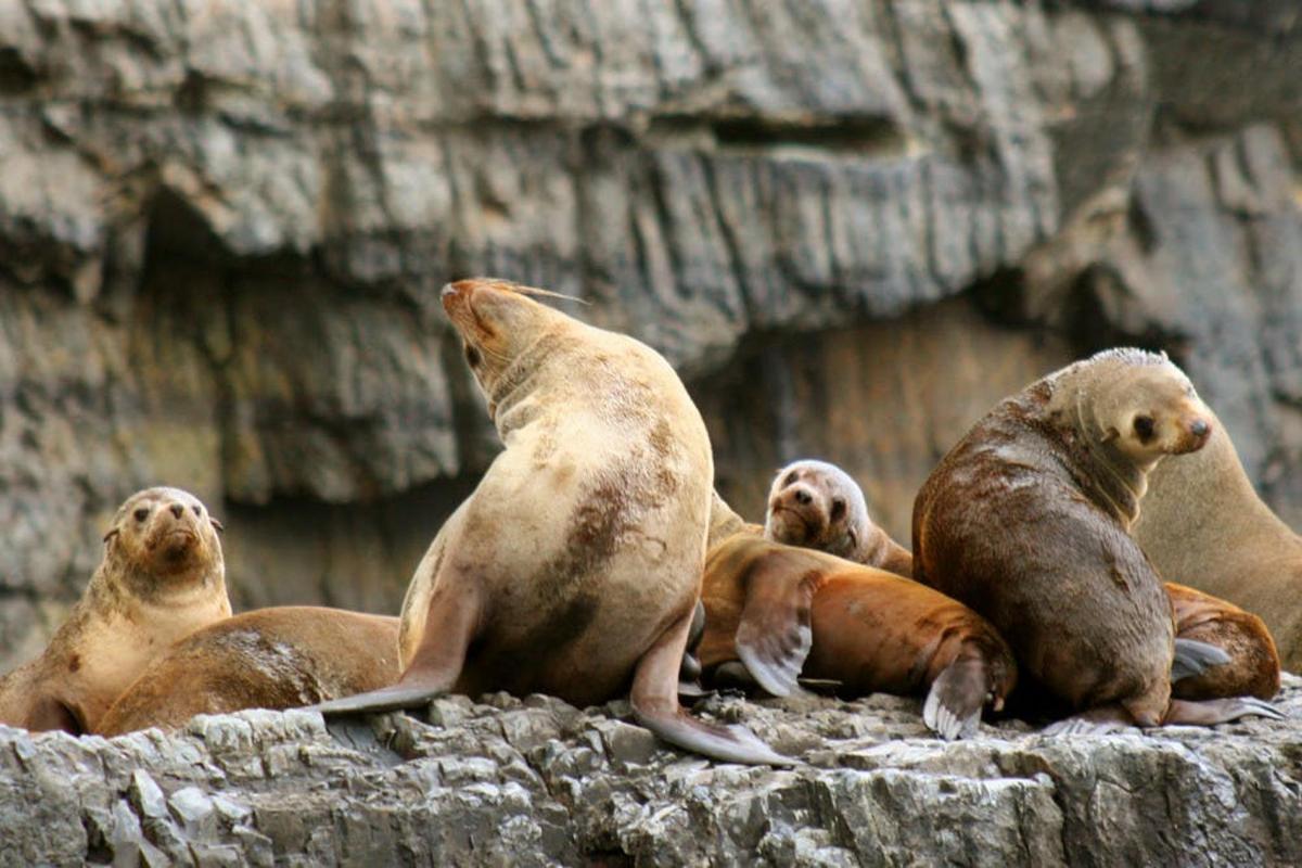 a group of seals sitting on a rock