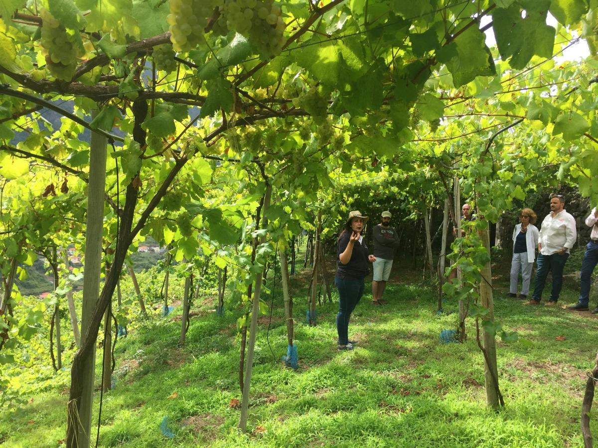skupina lidí procházejících se vinicí