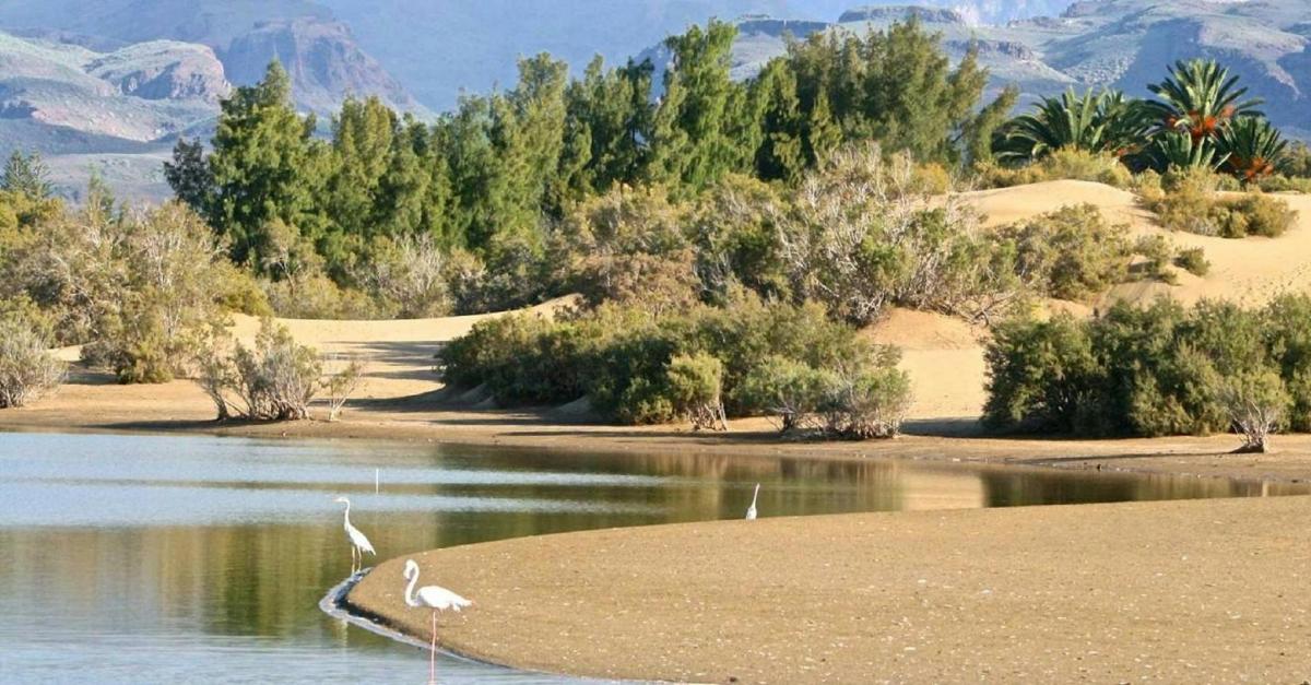 ένα πουλί που στέκεται στην όχθη ενός υδάτινου σώματος