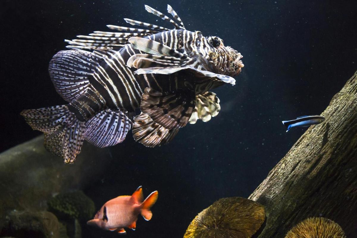 a lionfish swimming in an aquarium with a gold fish