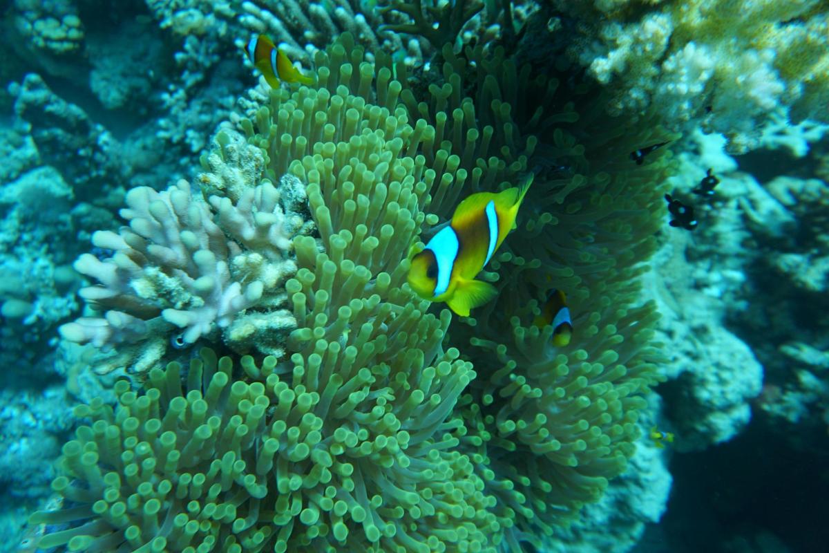 un groupe de poissons nageant autour d'un corail océanique