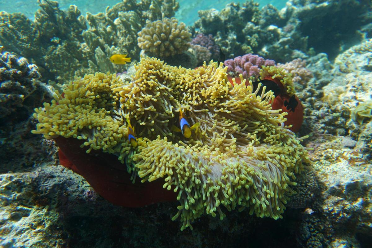 un poisson clown se cache dans un récif corallien